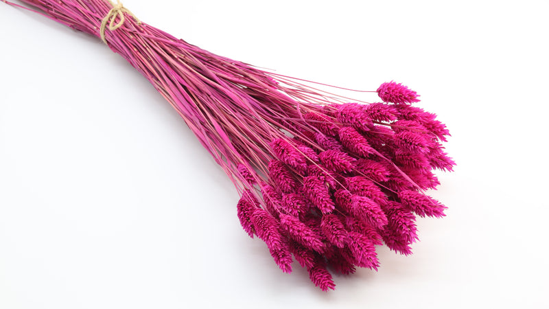 Phalaris Dried Fuchsia Pink Bunch