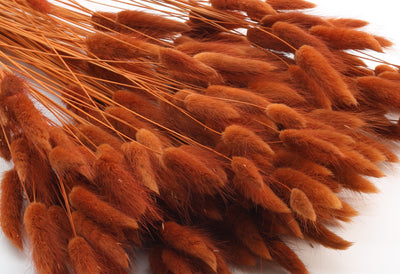 Lagurus Dried Brown Bunch