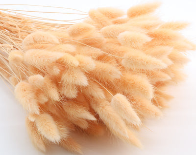 Lagurus Dried Peach Fuzz Bunch