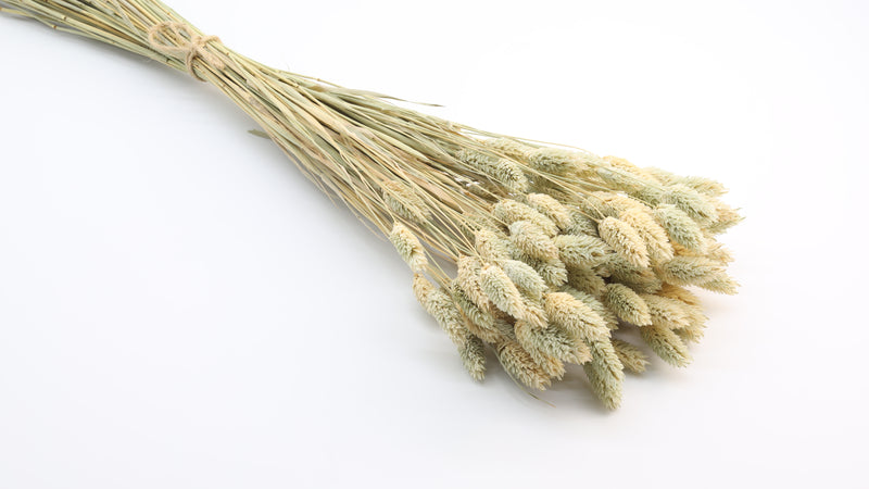 Phalaris Dried Natural Bunch