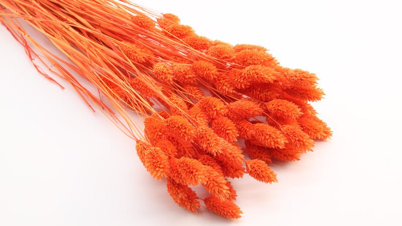 Phalaris Dried Orange Bunch