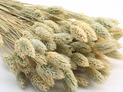 Phalaris Dried Natural Bunch