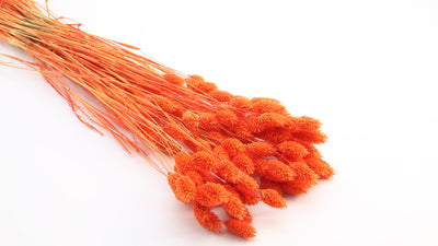 Phalaris Dried Orange Bunch