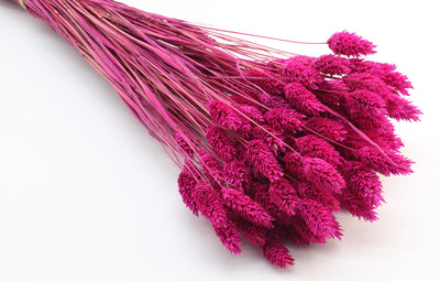 Phalaris Dried Fuchsia Pink Bunch