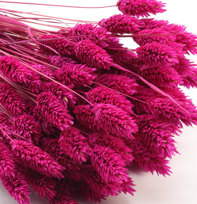 Phalaris Dried Fuchsia Pink Bunch