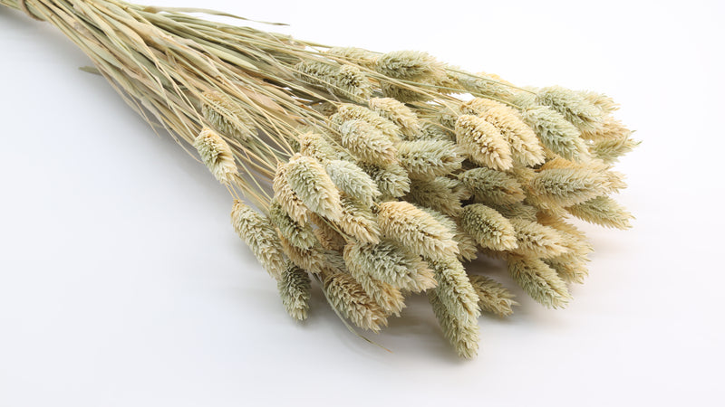 Phalaris Dried Natural Bunch