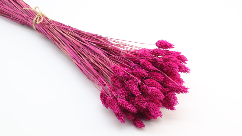 Phalaris Dried Fuchsia Pink Bunch