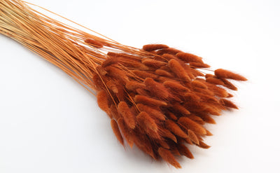 Lagurus Dried Brown Bunch